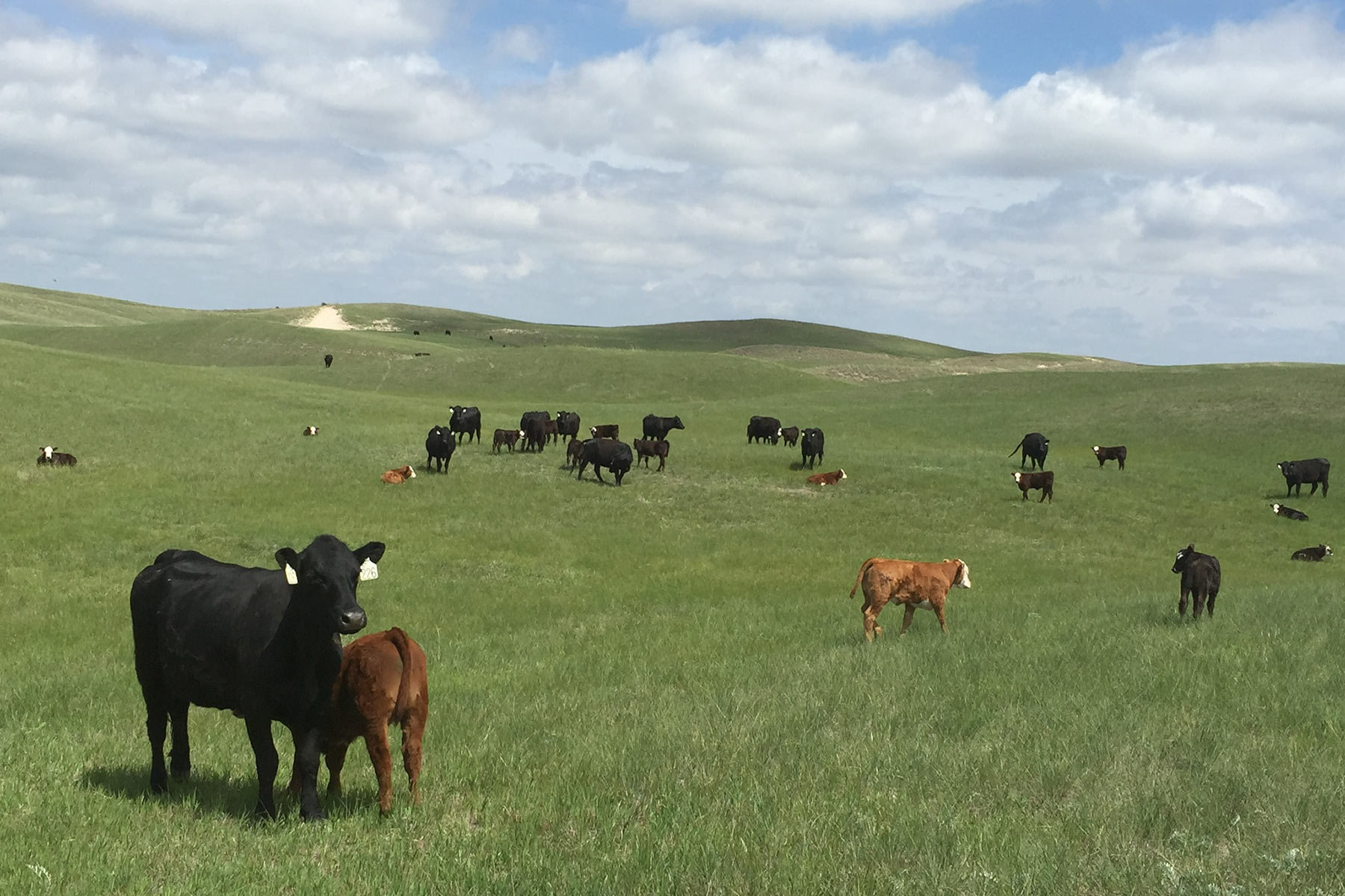 Optimizing Pasture Fertility: Determining The Ideal 19-19-19 Fertilizer Application Rate For Maximum Yield